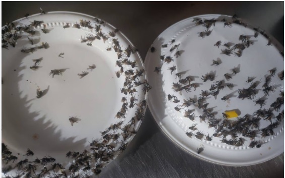 Personería de Floridablanca, busca acabar con las moscas que afectan a comunidades