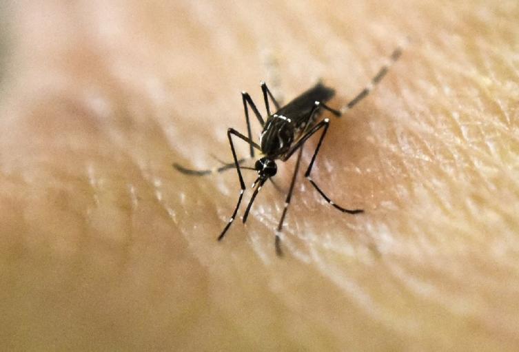 Van 8.800 casos de brote de dengue en Santander y 19 fallecimientos registrados